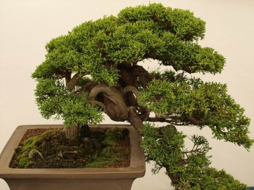 jak często podlewać drzewko bonsai