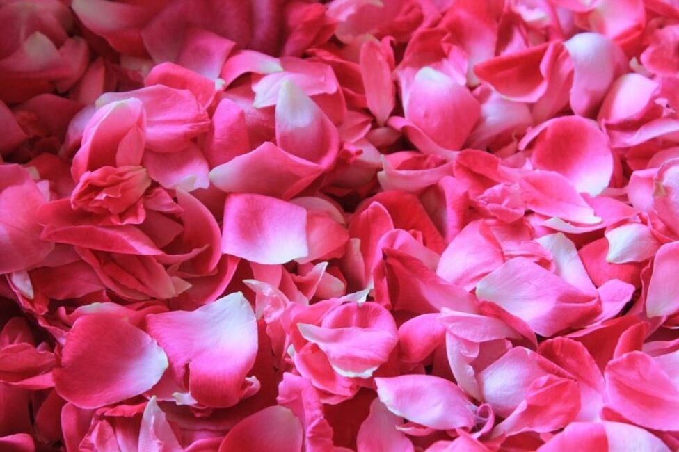 jak zrobić perfumy z płatków róż